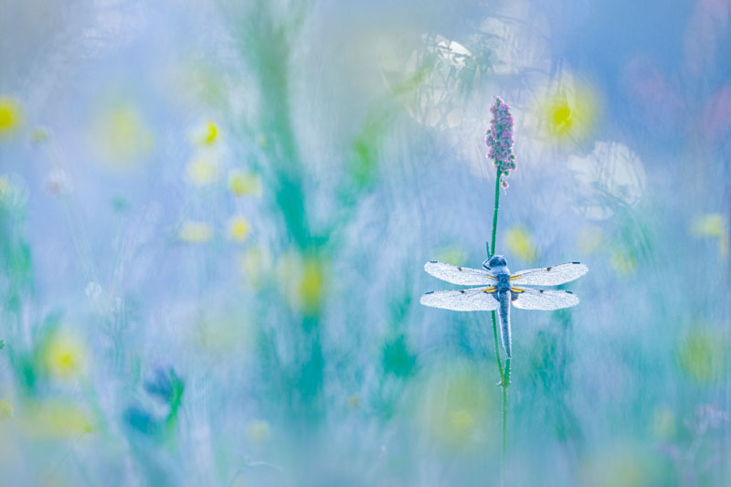 Beautiful blue and golden spots