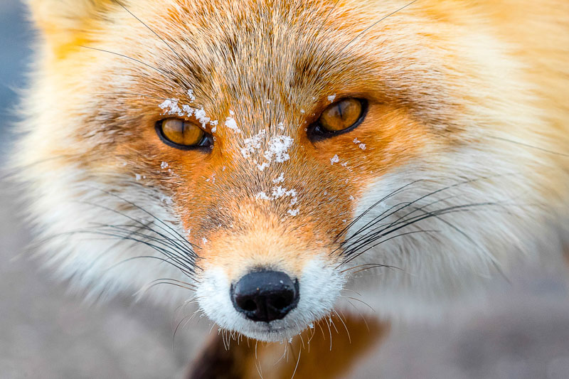 Les yeux dans les yeux