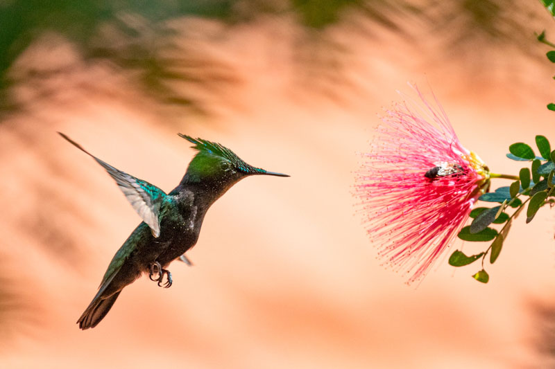 Colibri