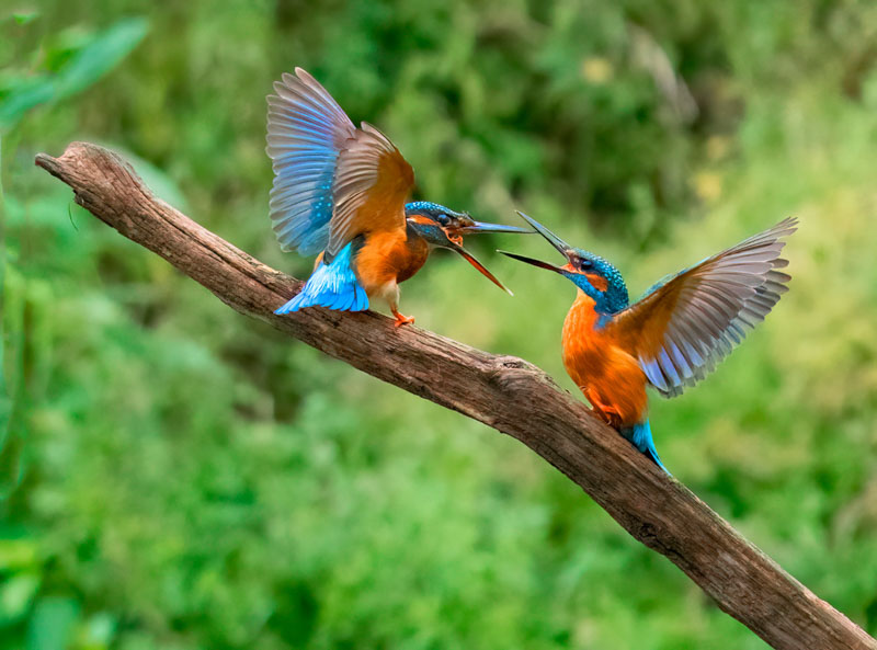 Juvenile kinggfisher dispute