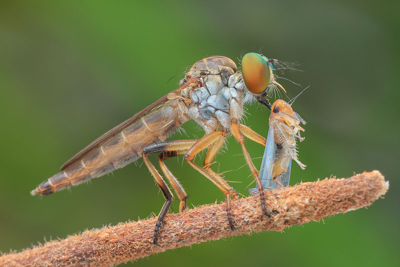 Robber fly 01