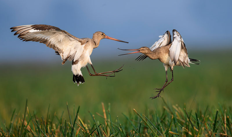 Bt godwits 9 0028