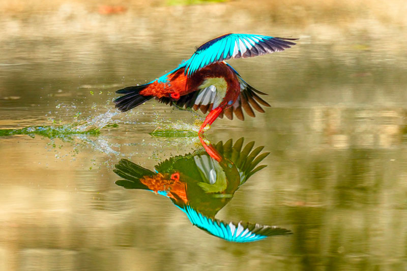Hunting of kingfisher