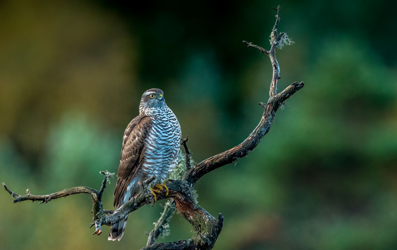 The sparrow hawk