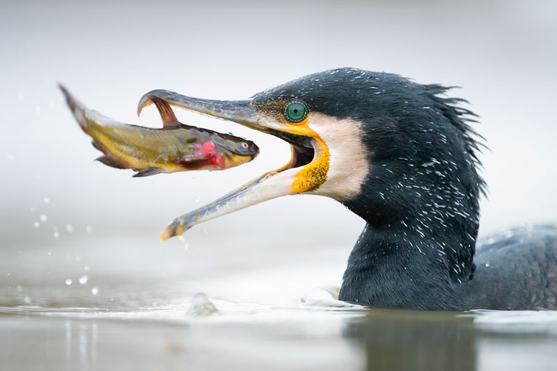 Cormorant with fish