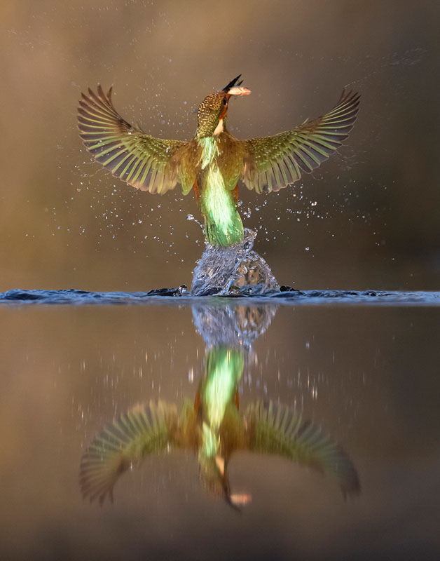 Fishing kingfisher iii