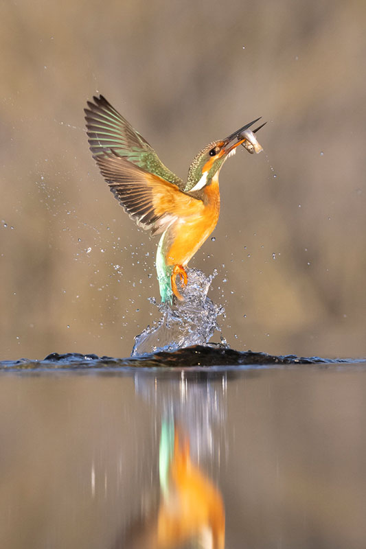 Fishing kingfisher