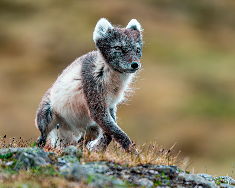 Artic fox