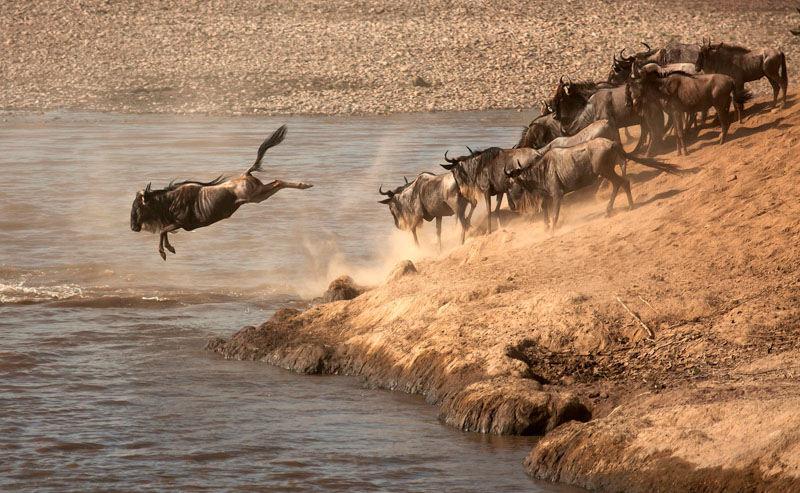Wildbeests crossing river