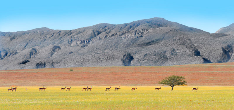 Antelopes marienfluss valley