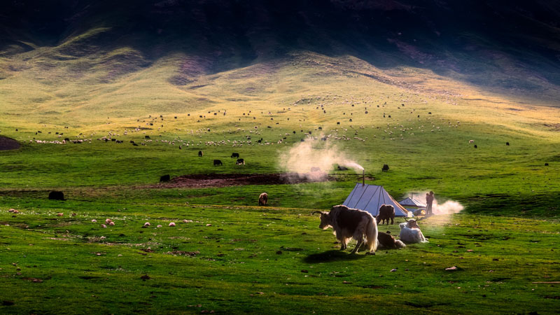 Early morning in the pasture