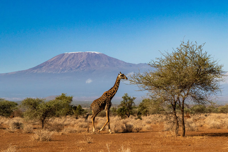 Kilimandjaro