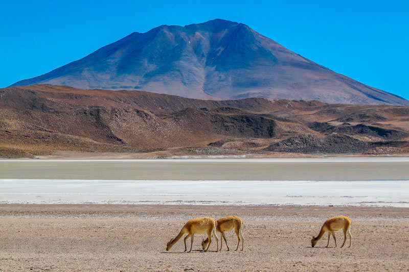 Vigognes-altiplano bolivien