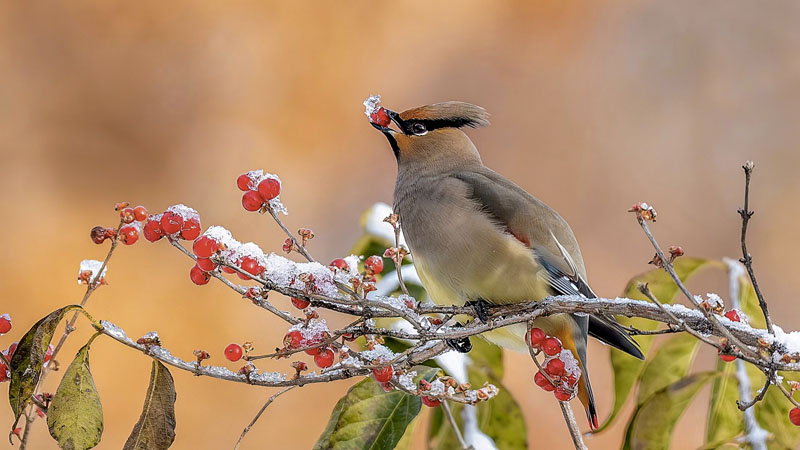 Red fruit in the snow