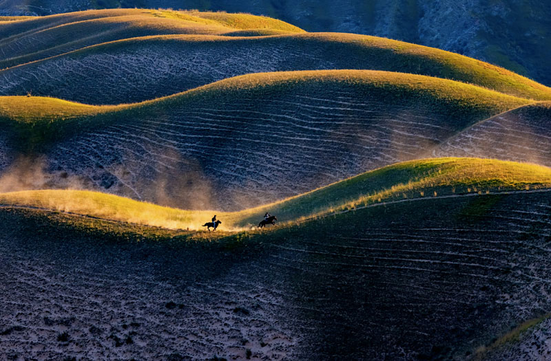 Urge horses on the prairie