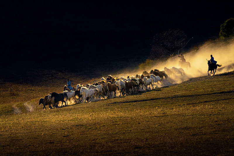 Urge horses with the whip