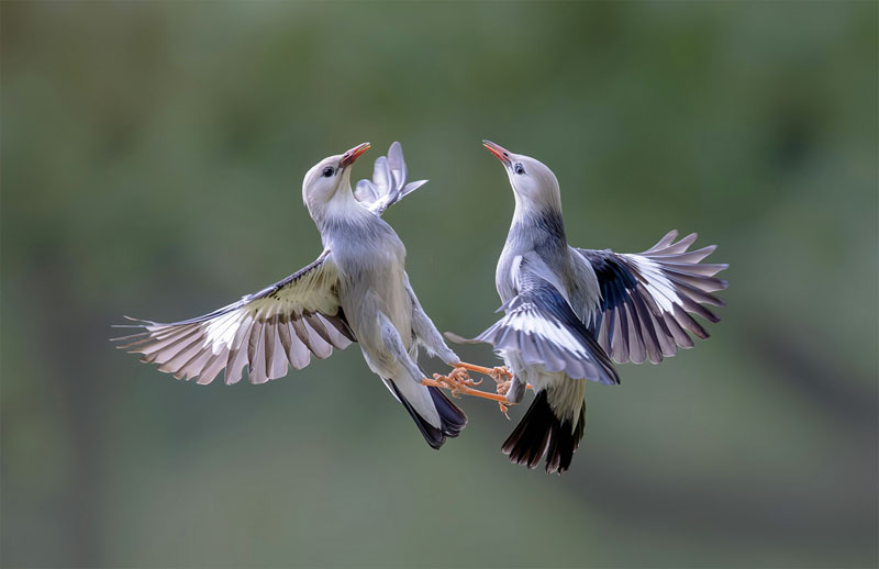 Hold hands and make peace
