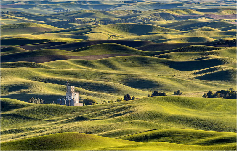 Green fields of the palouse