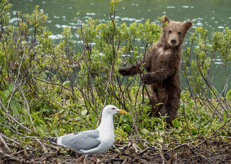 Curious cub