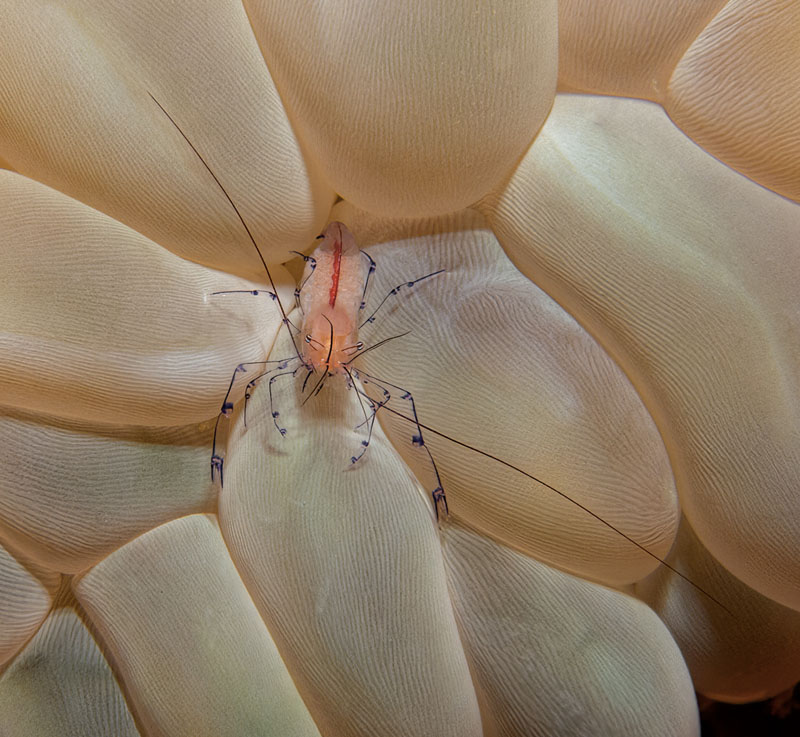 Bubble coral shrimp