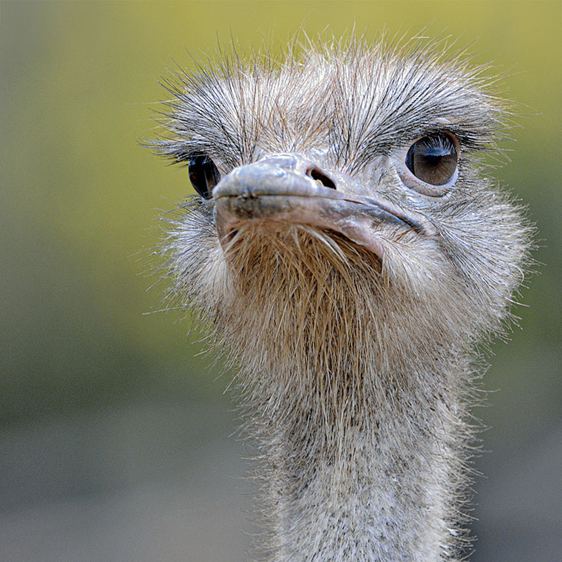 Perplexite_ plumée copie