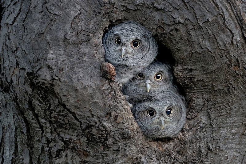 Three screech owl chicks