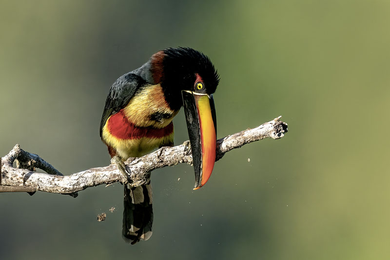 Firey billed aracari toucan