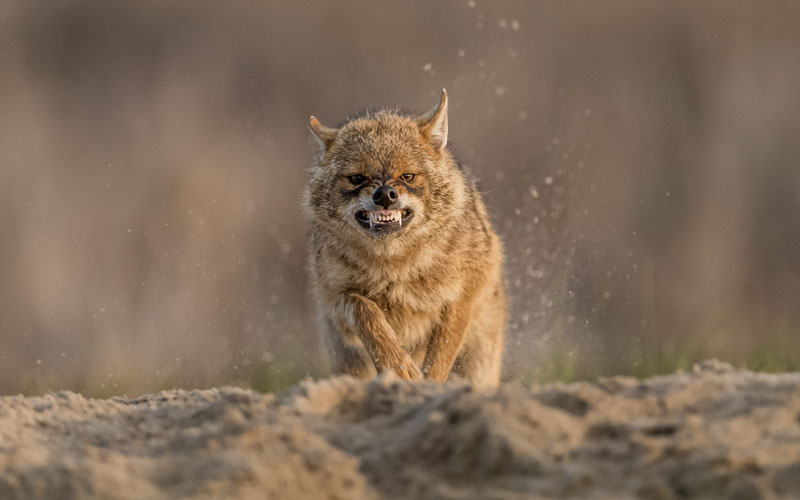 Snaring golden jackal