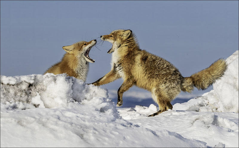 Red fox quarrel