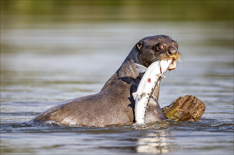 Giant otter bite on fish