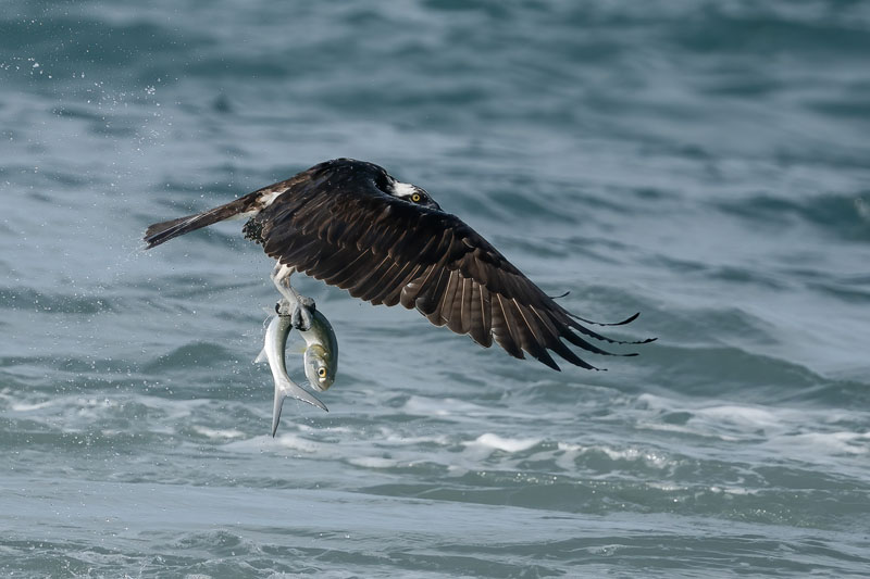 Osprey bringing home fish 11