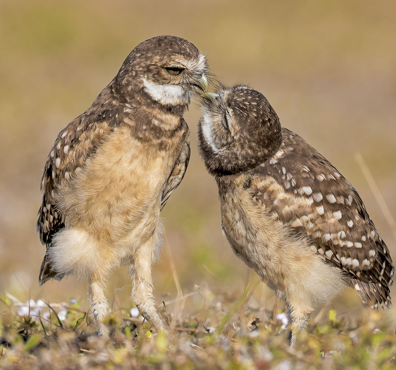 Burrowing owl begging for feed
