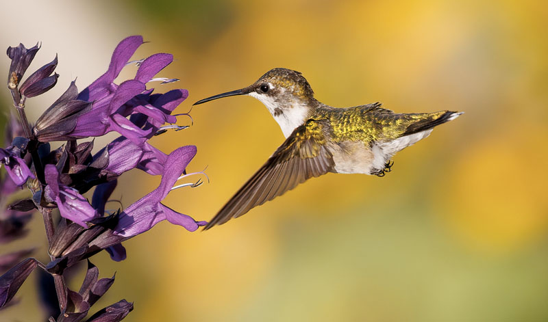 Hummingbird3