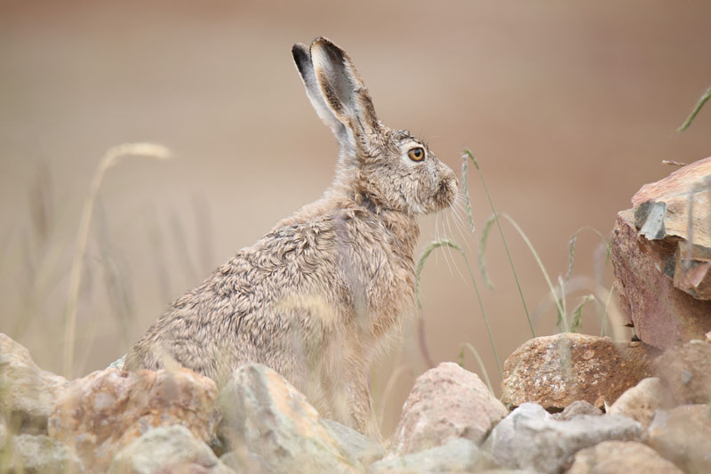 Alert hare