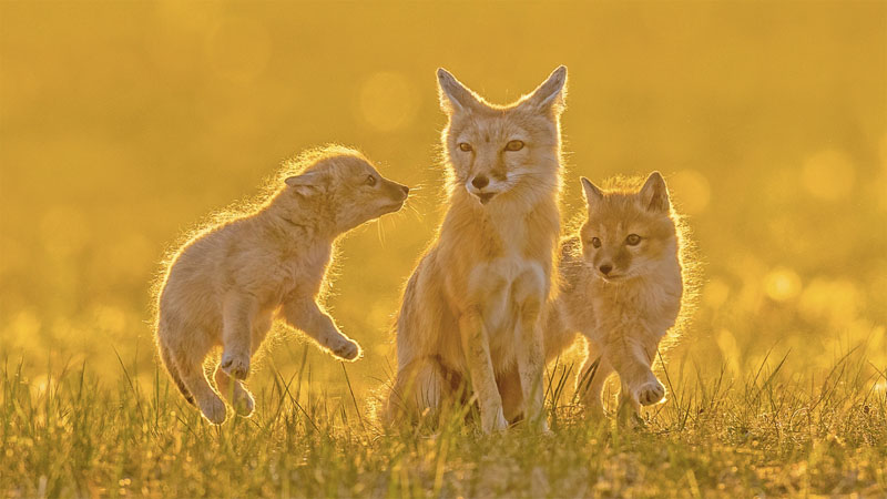 Strive for it's favour