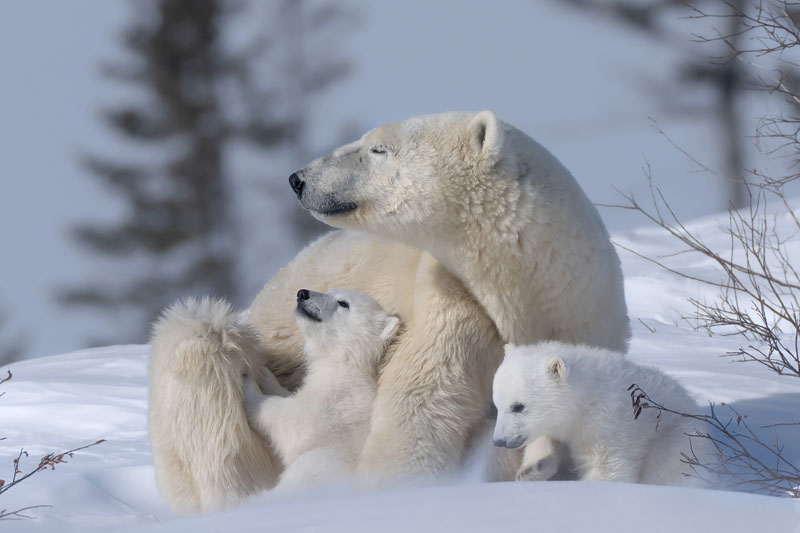 Family of polar bears 3
