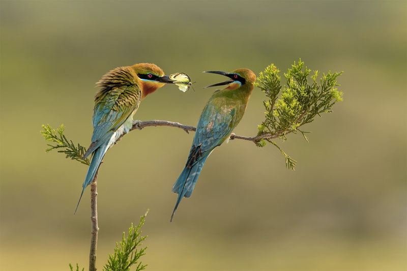 Bee-eater courtship