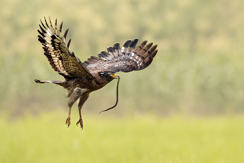 Snake carving captures snakes