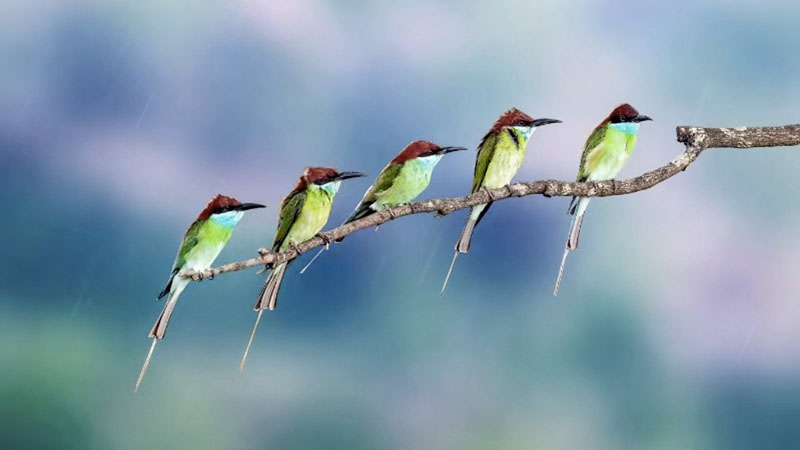 Birdsong on rainy day