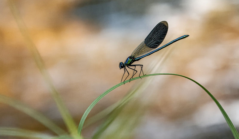 Blue flyer pole dancer