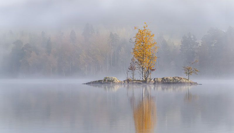 Misty islet autumn birch 1