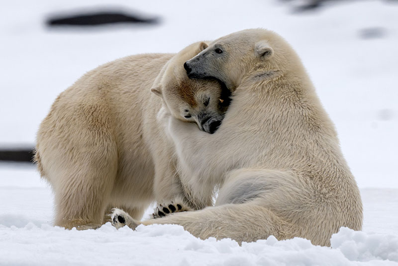 Polar bears wrestling