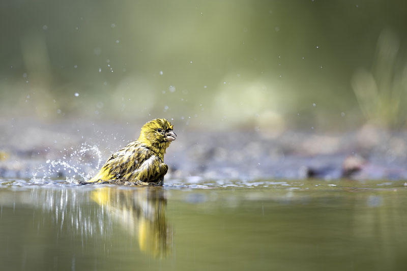 Bain du serin cini