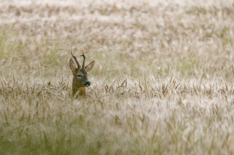 Brocard dans les blés