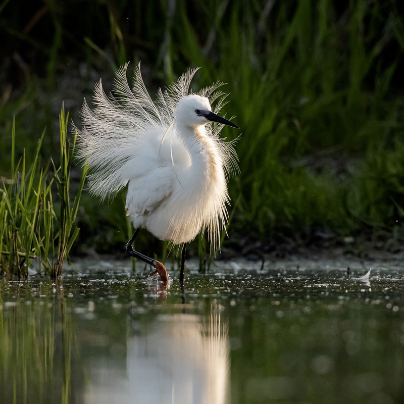 Roue d'aigrette