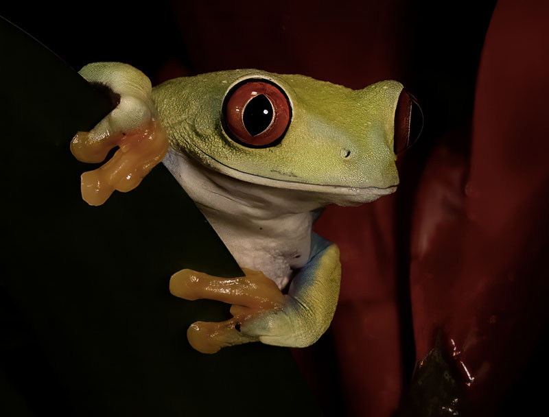 Tree frog