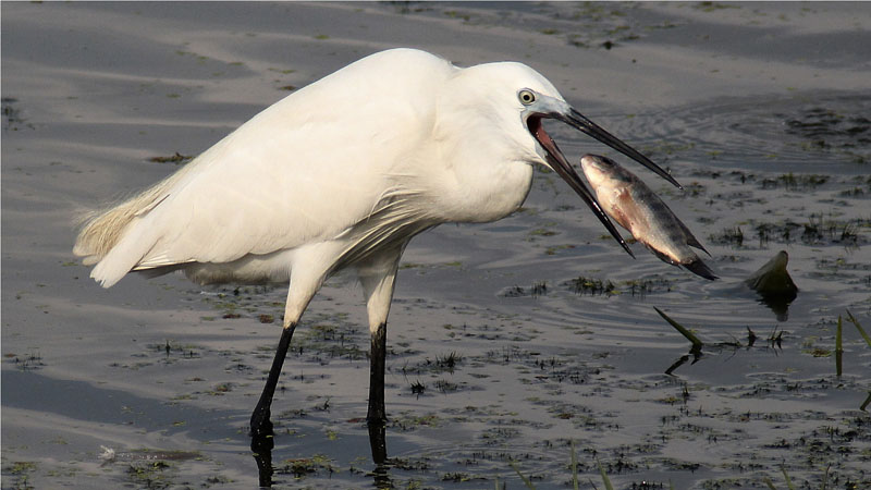 Egret with prey