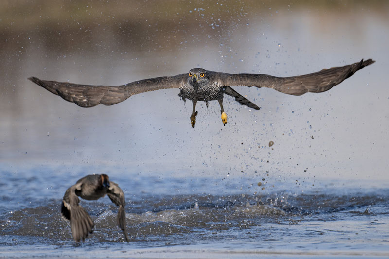 Fuga per la salvezza