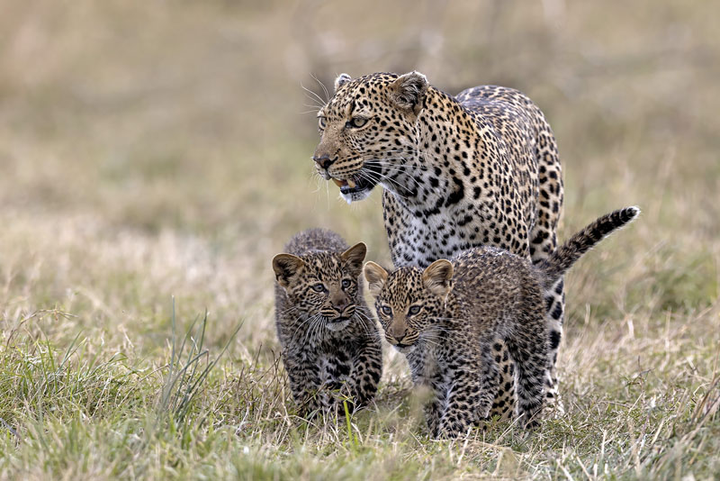 Leopard family walk