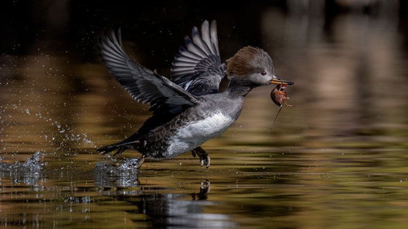 Merganser got crawfish 4